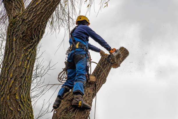 Best Palm Tree Trimming  in Piney, AR